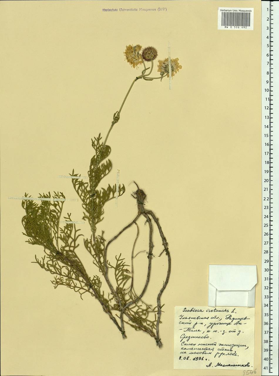 Lomelosia isetensis (L.) Soják, Eastern Europe, Middle Volga region (E8) (Russia)