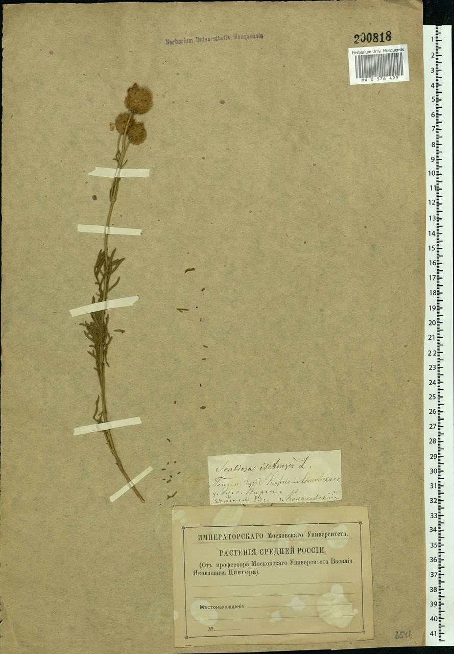 Lomelosia isetensis (L.) Soják, Eastern Europe, Middle Volga region (E8) (Russia)