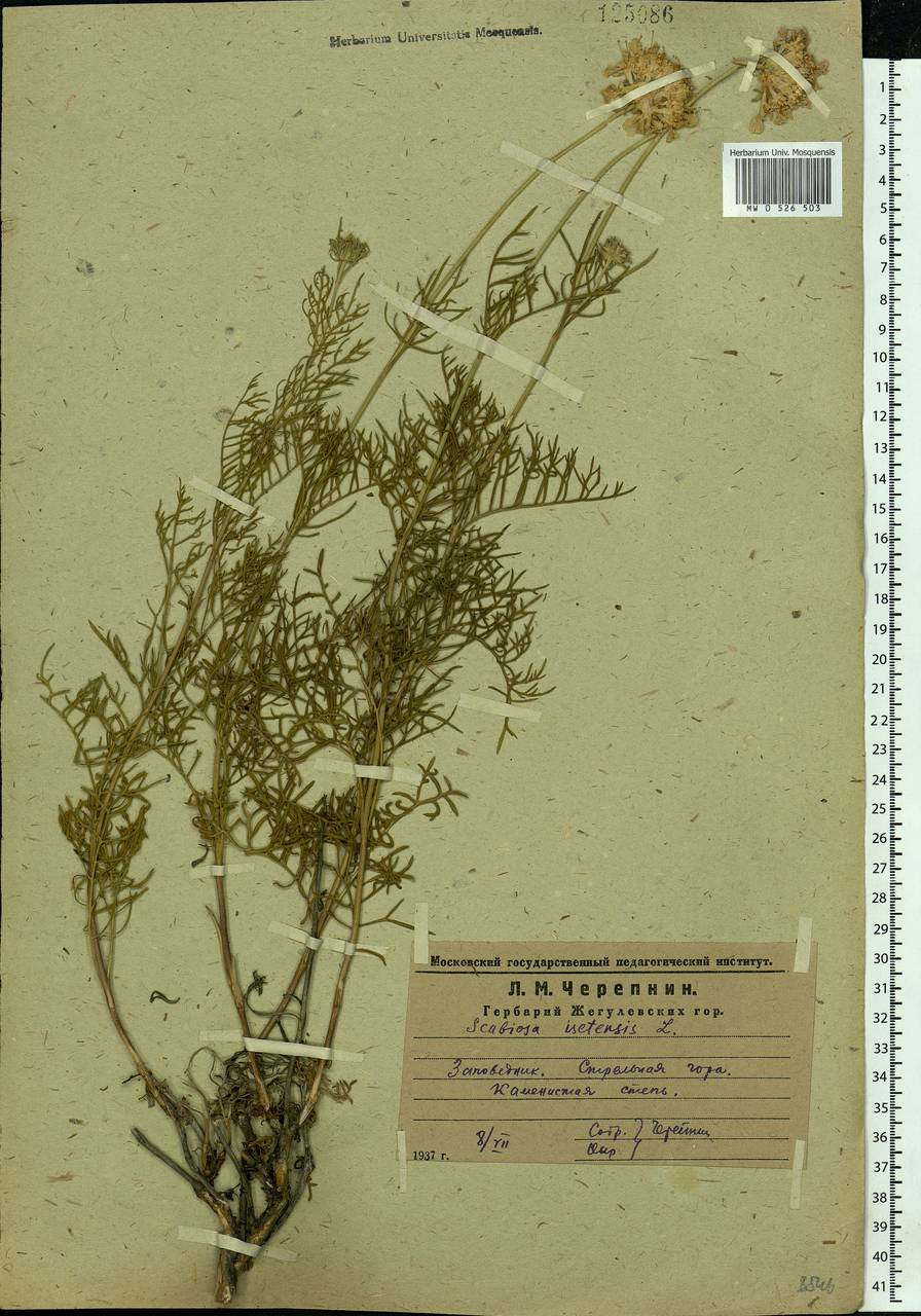 Lomelosia isetensis (L.) Soják, Eastern Europe, Middle Volga region (E8) (Russia)