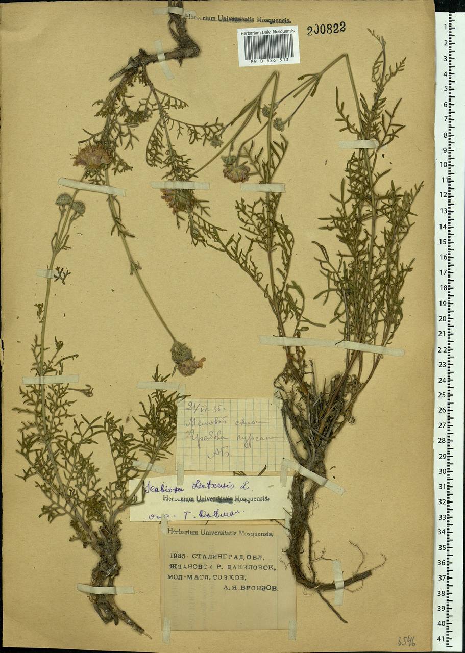 Lomelosia isetensis (L.) Soják, Eastern Europe, Lower Volga region (E9) (Russia)