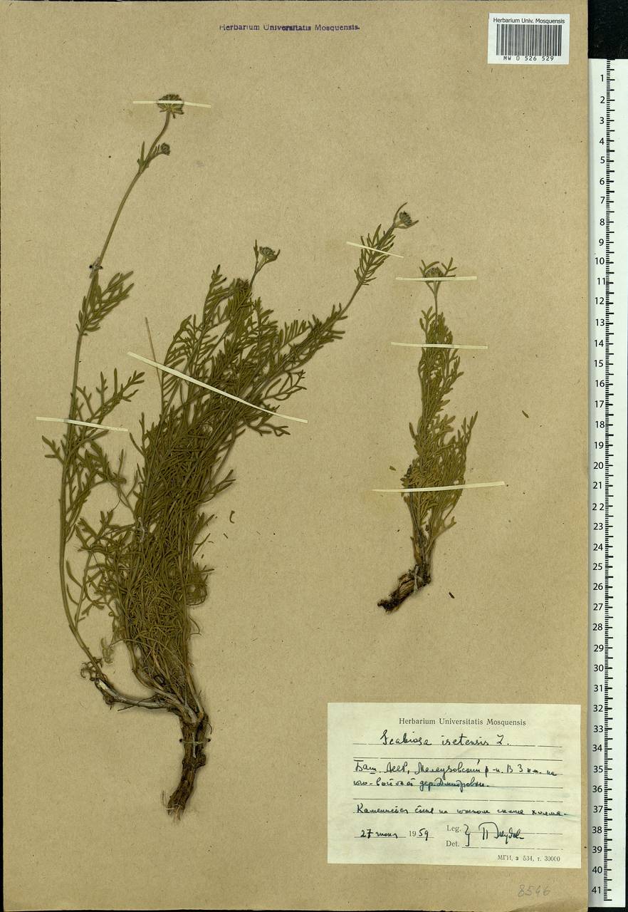 Lomelosia isetensis (L.) Soják, Eastern Europe, Eastern region (E10) (Russia)