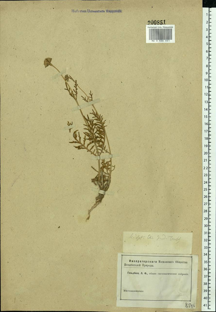 Lomelosia isetensis (L.) Soják, Eastern Europe, Eastern region (E10) (Russia)