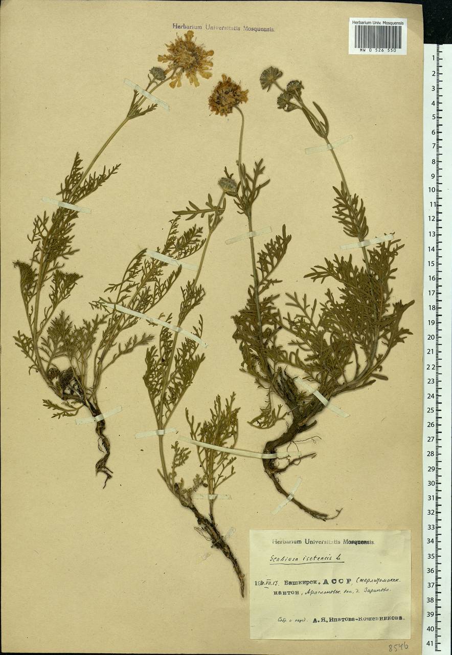 Lomelosia isetensis (L.) Soják, Eastern Europe, Eastern region (E10) (Russia)