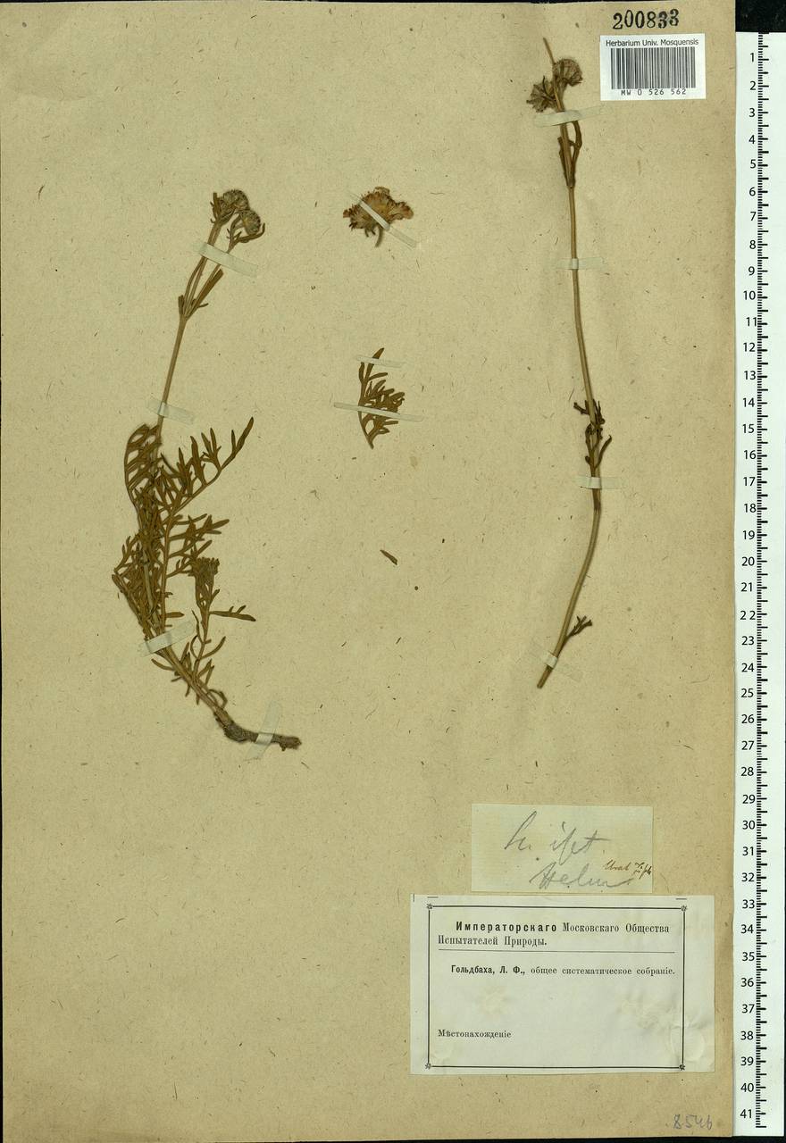 Lomelosia isetensis (L.) Soják, Eastern Europe, Eastern region (E10) (Russia)