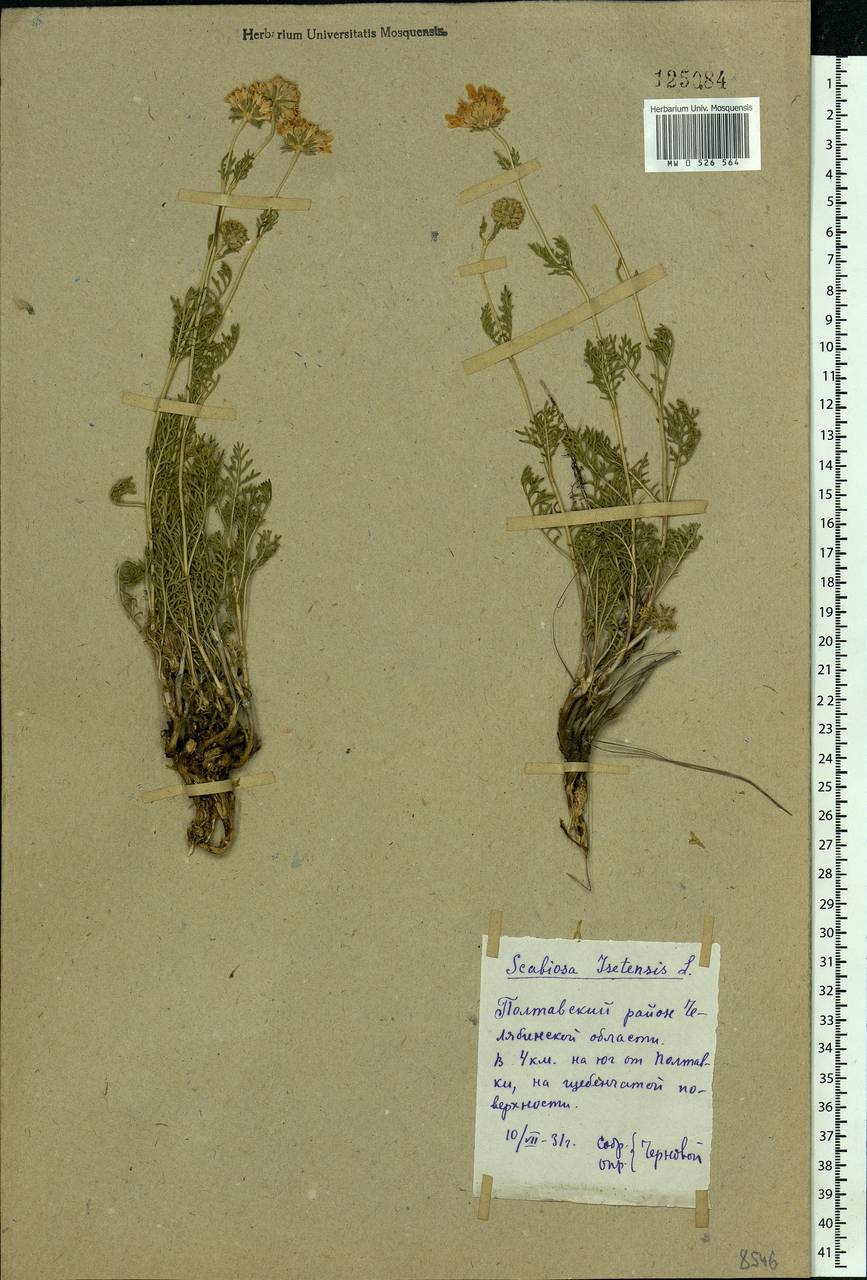 Lomelosia isetensis (L.) Soják, Eastern Europe, Eastern region (E10) (Russia)