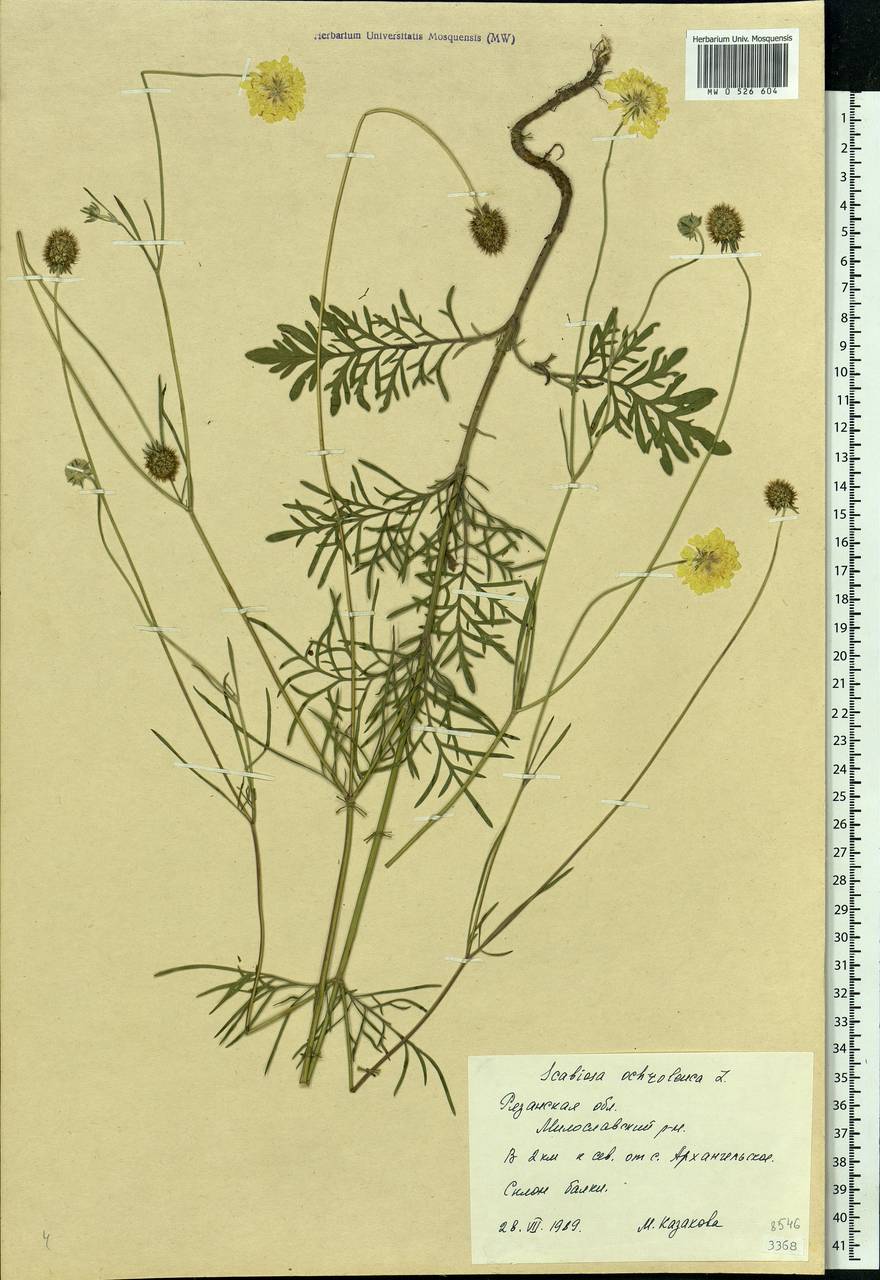 Scabiosa ochroleuca L., Eastern Europe, Central region (E4) (Russia)