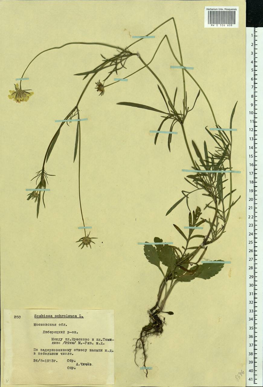 Scabiosa ochroleuca L., Eastern Europe, Moscow region (E4a) (Russia)