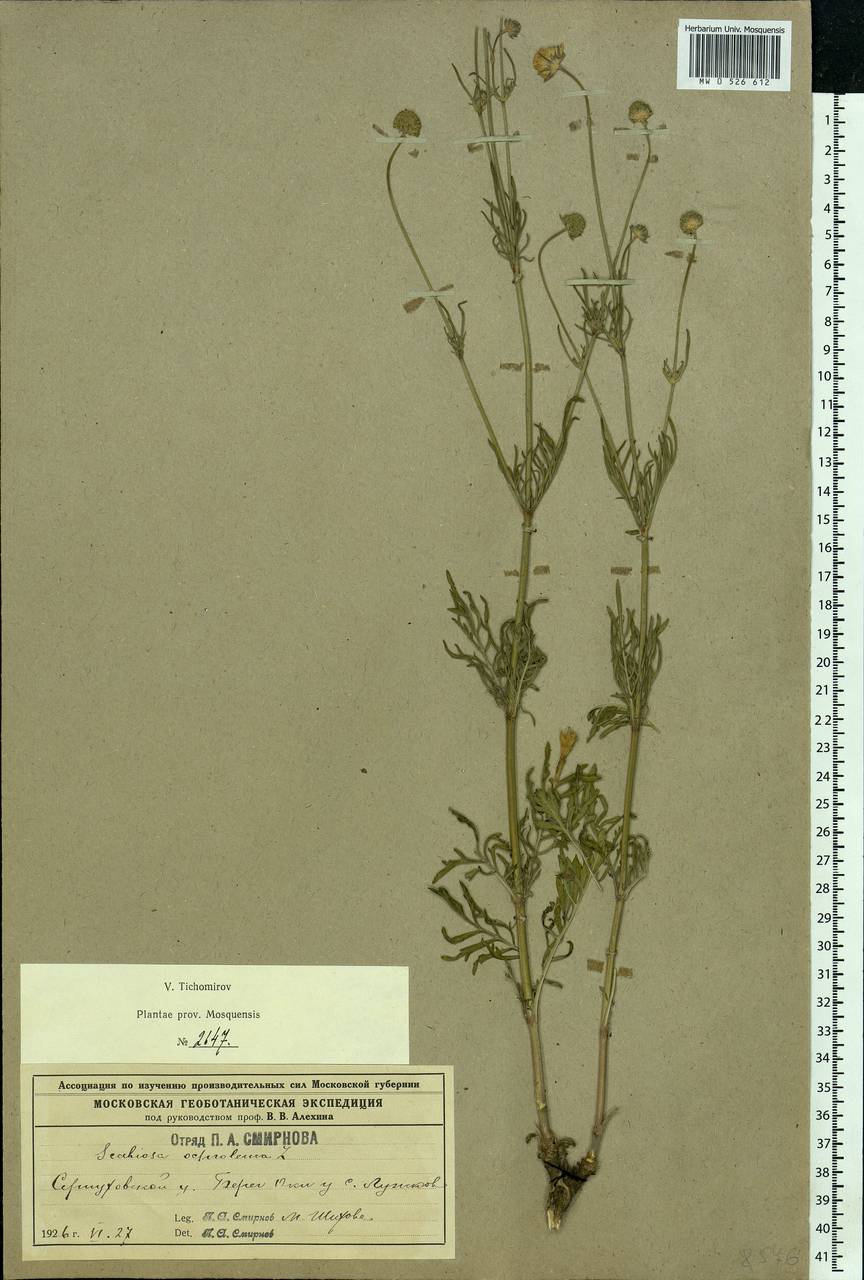 Scabiosa ochroleuca L., Eastern Europe, Moscow region (E4a) (Russia)