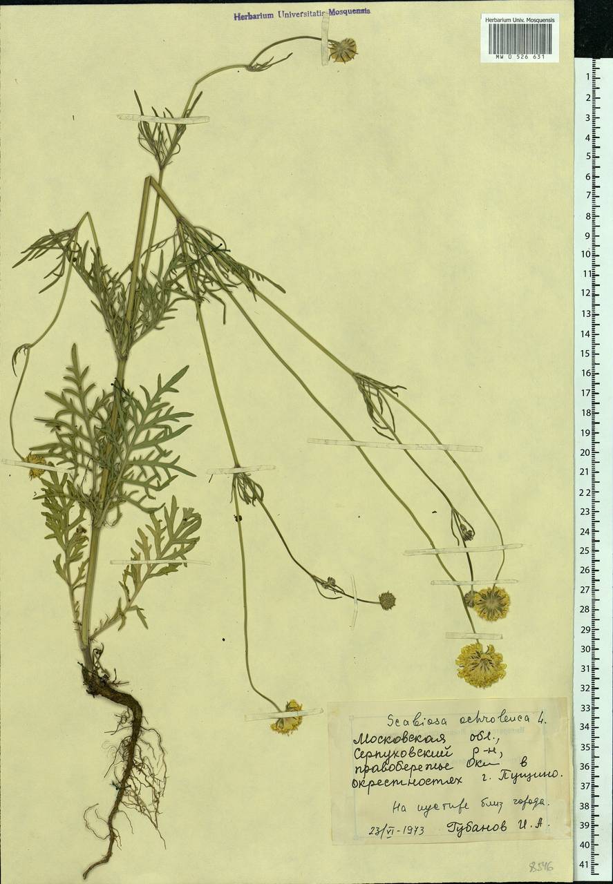 Scabiosa ochroleuca L., Eastern Europe, Moscow region (E4a) (Russia)