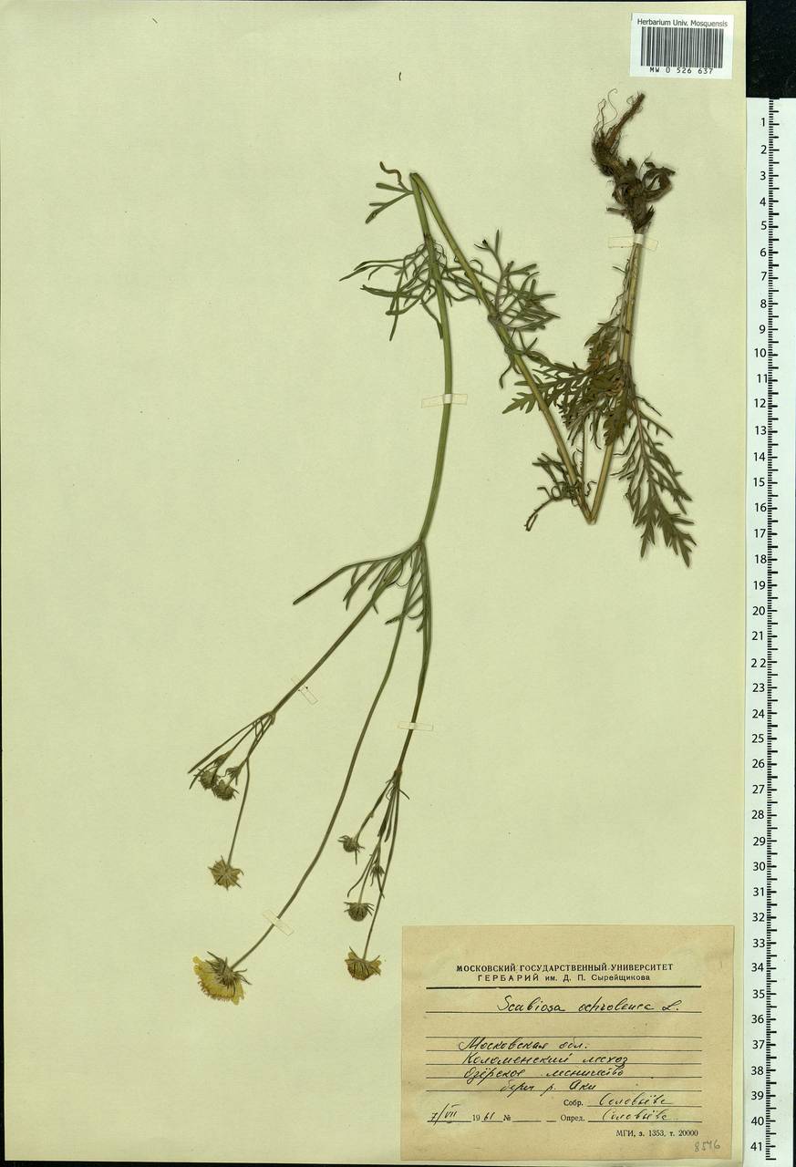 Scabiosa ochroleuca L., Eastern Europe, Moscow region (E4a) (Russia)