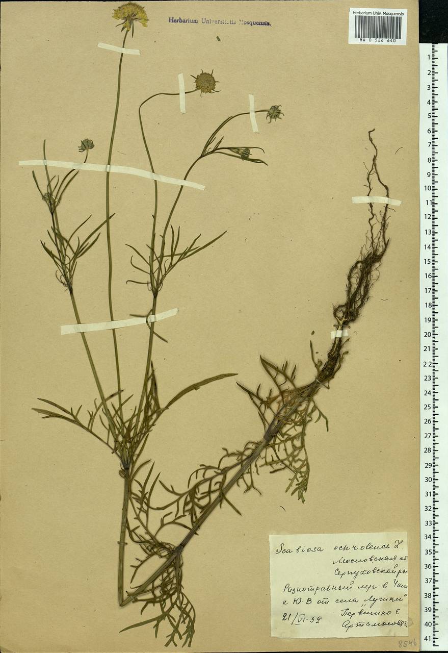 Scabiosa ochroleuca L., Eastern Europe, Moscow region (E4a) (Russia)