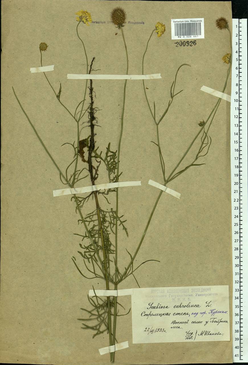 Scabiosa ochroleuca L., Eastern Europe, Central forest-and-steppe region (E6) (Russia)