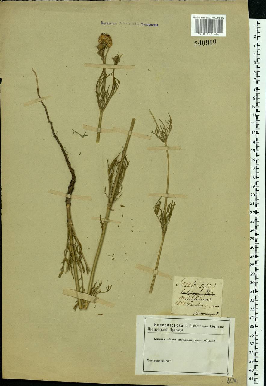 Scabiosa ochroleuca L., Eastern Europe, Central forest-and-steppe region (E6) (Russia)