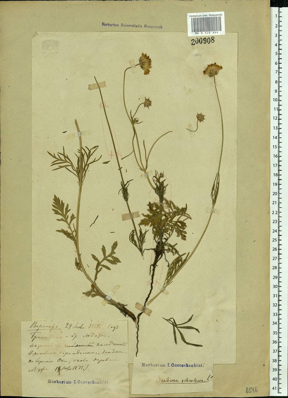 Scabiosa ochroleuca L., Eastern Europe, Moscow region (E4a) (Russia)