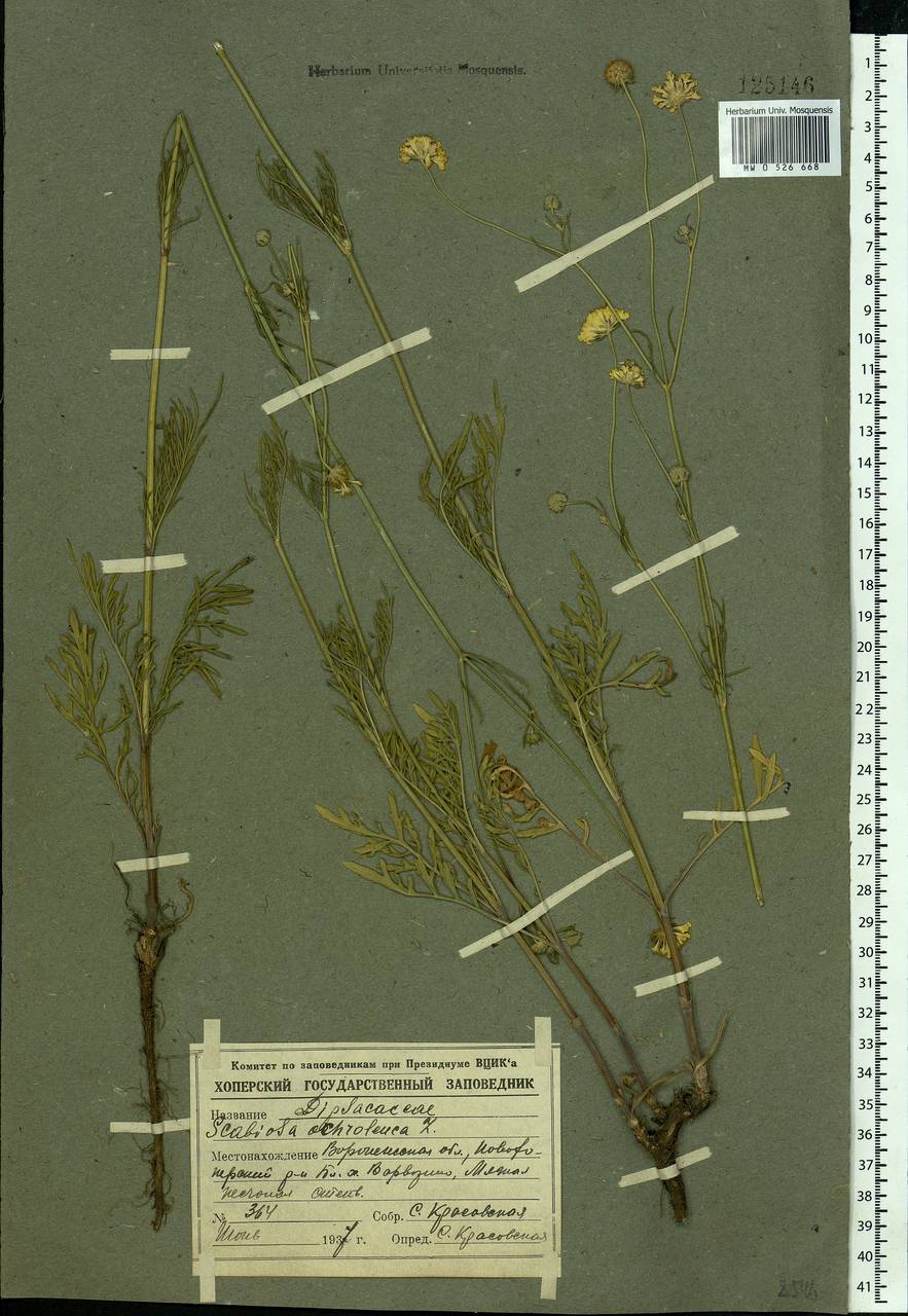 Scabiosa ochroleuca L., Eastern Europe, Central forest-and-steppe region (E6) (Russia)