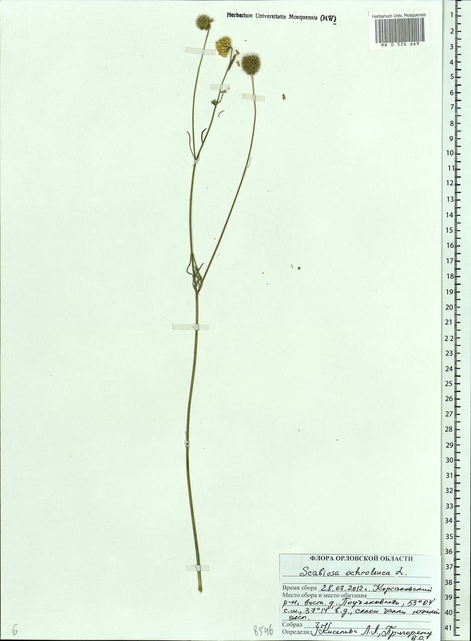 Scabiosa ochroleuca L., Eastern Europe, Central forest-and-steppe region (E6) (Russia)
