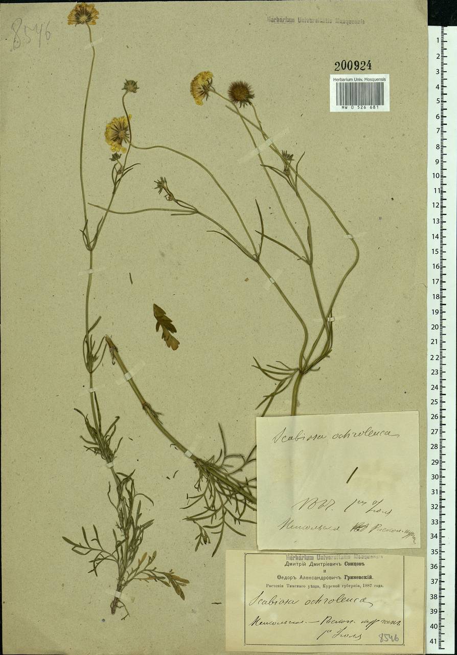 Scabiosa ochroleuca L., Eastern Europe, Central forest-and-steppe region (E6) (Russia)