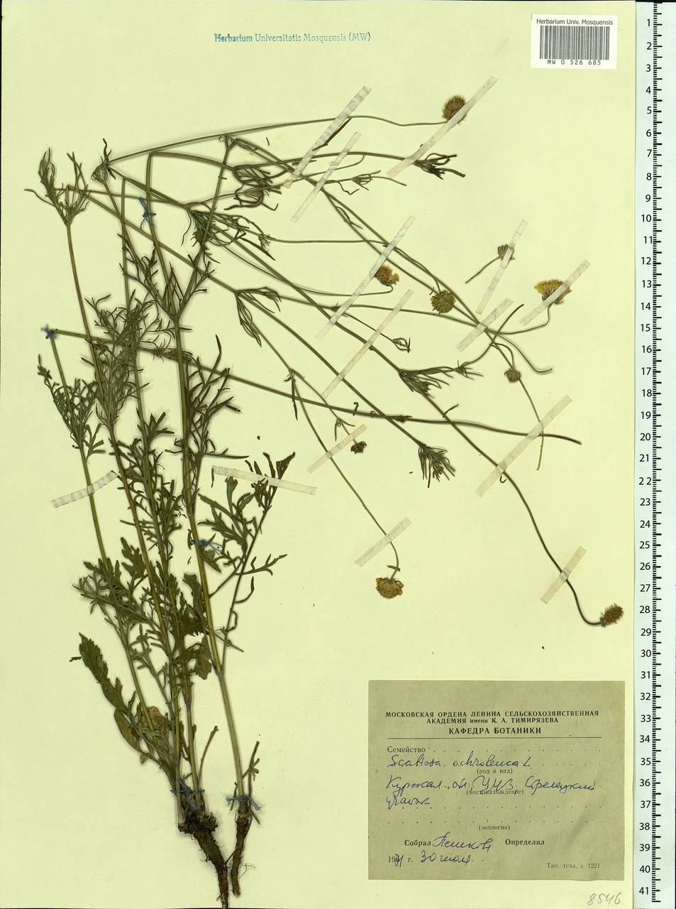 Scabiosa ochroleuca L., Eastern Europe, Central forest-and-steppe region (E6) (Russia)