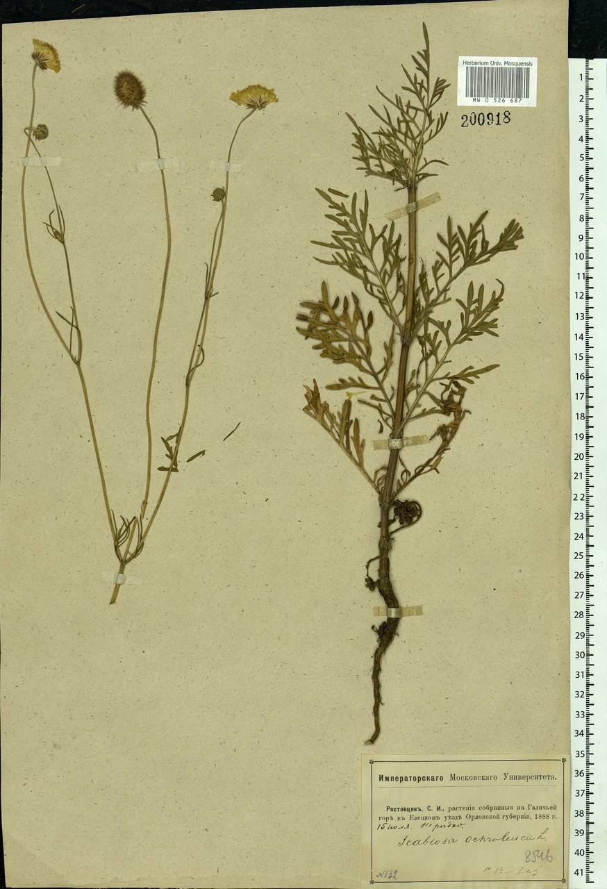 Scabiosa ochroleuca L., Eastern Europe, Central forest-and-steppe region (E6) (Russia)