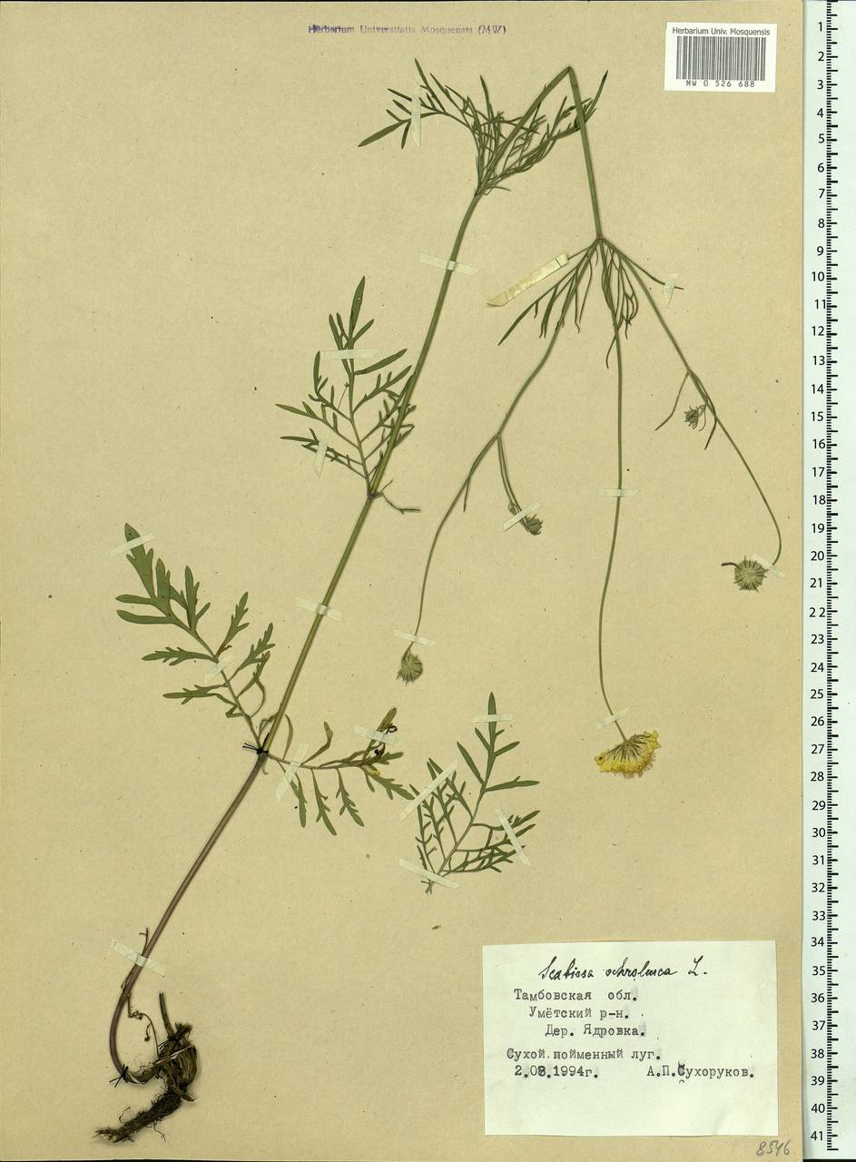 Scabiosa ochroleuca L., Eastern Europe, Central forest-and-steppe region (E6) (Russia)