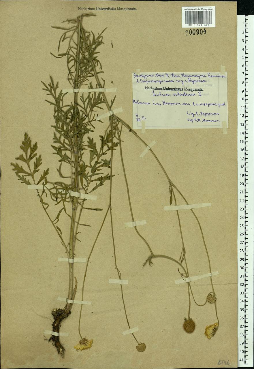 Scabiosa ochroleuca L., Eastern Europe, Central forest-and-steppe region (E6) (Russia)