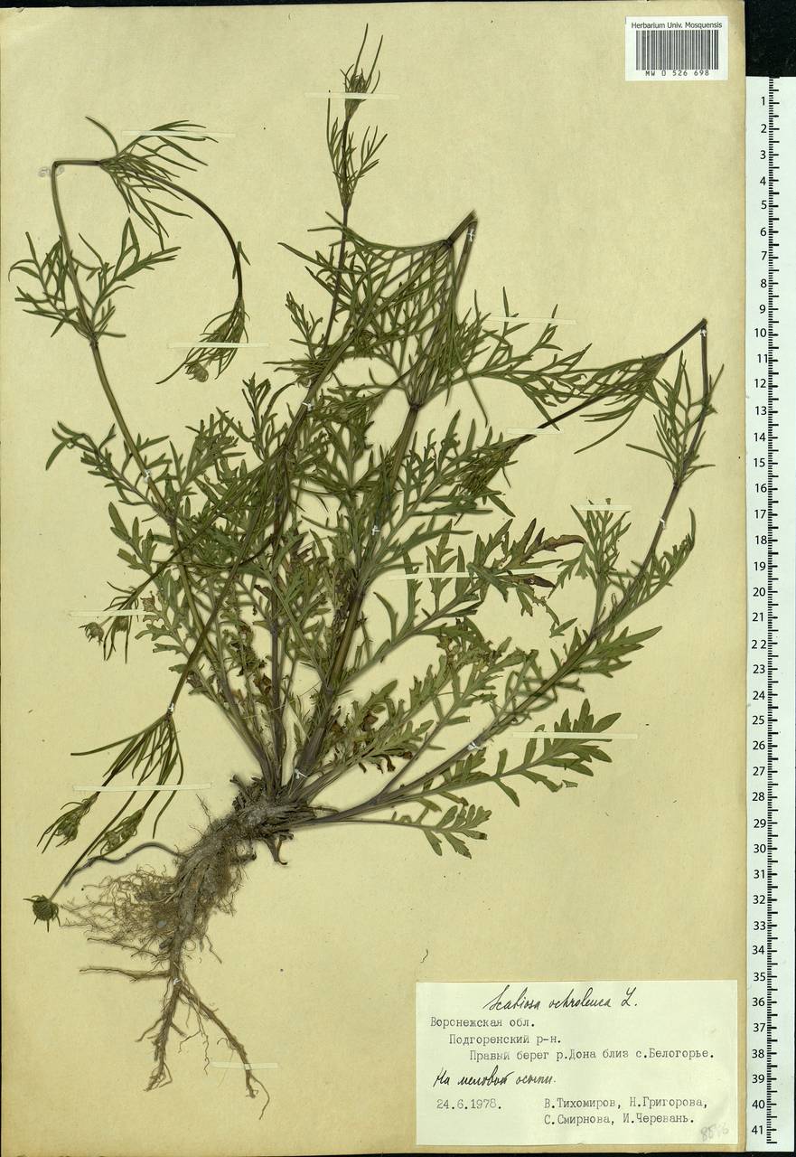 Scabiosa ochroleuca L., Eastern Europe, Central forest-and-steppe region (E6) (Russia)