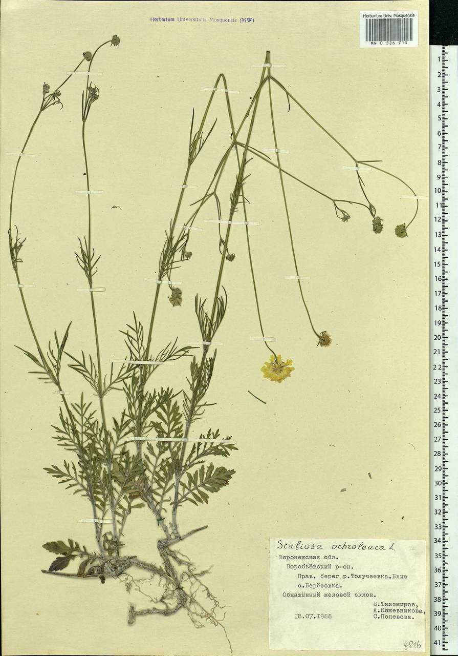 Scabiosa ochroleuca L., Eastern Europe, Central forest-and-steppe region (E6) (Russia)