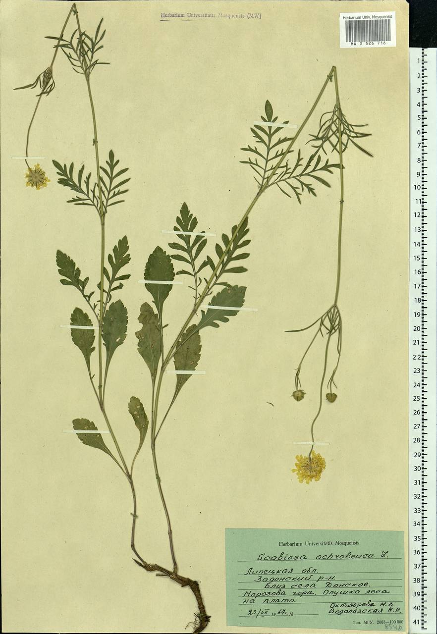 Scabiosa ochroleuca L., Eastern Europe, Central forest-and-steppe region (E6) (Russia)