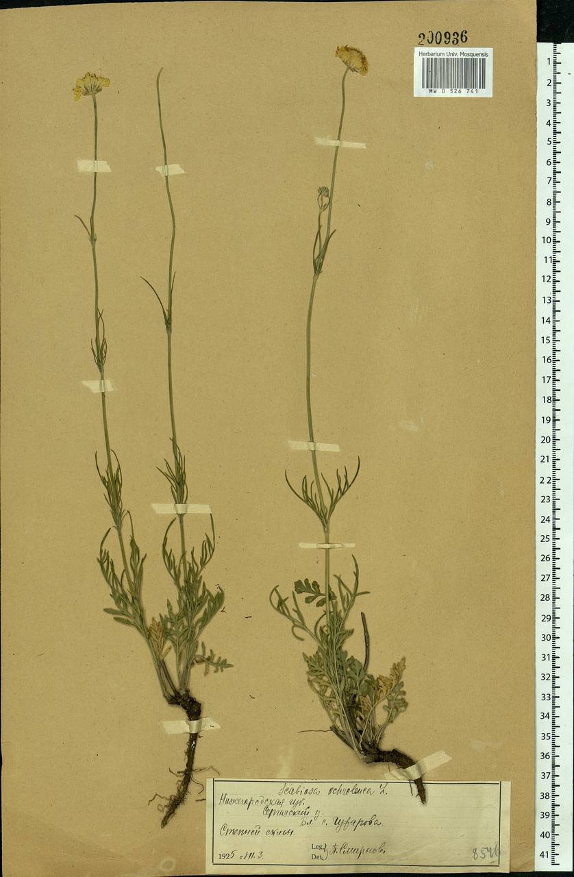 Scabiosa ochroleuca L., Eastern Europe, Volga-Kama region (E7) (Russia)