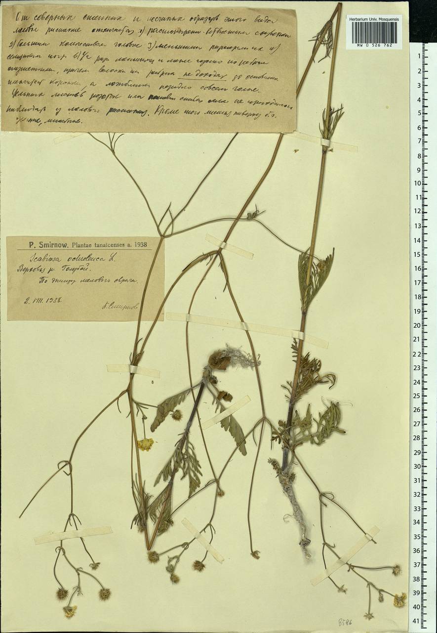 Scabiosa ochroleuca L., Eastern Europe, Lower Volga region (E9) (Russia)