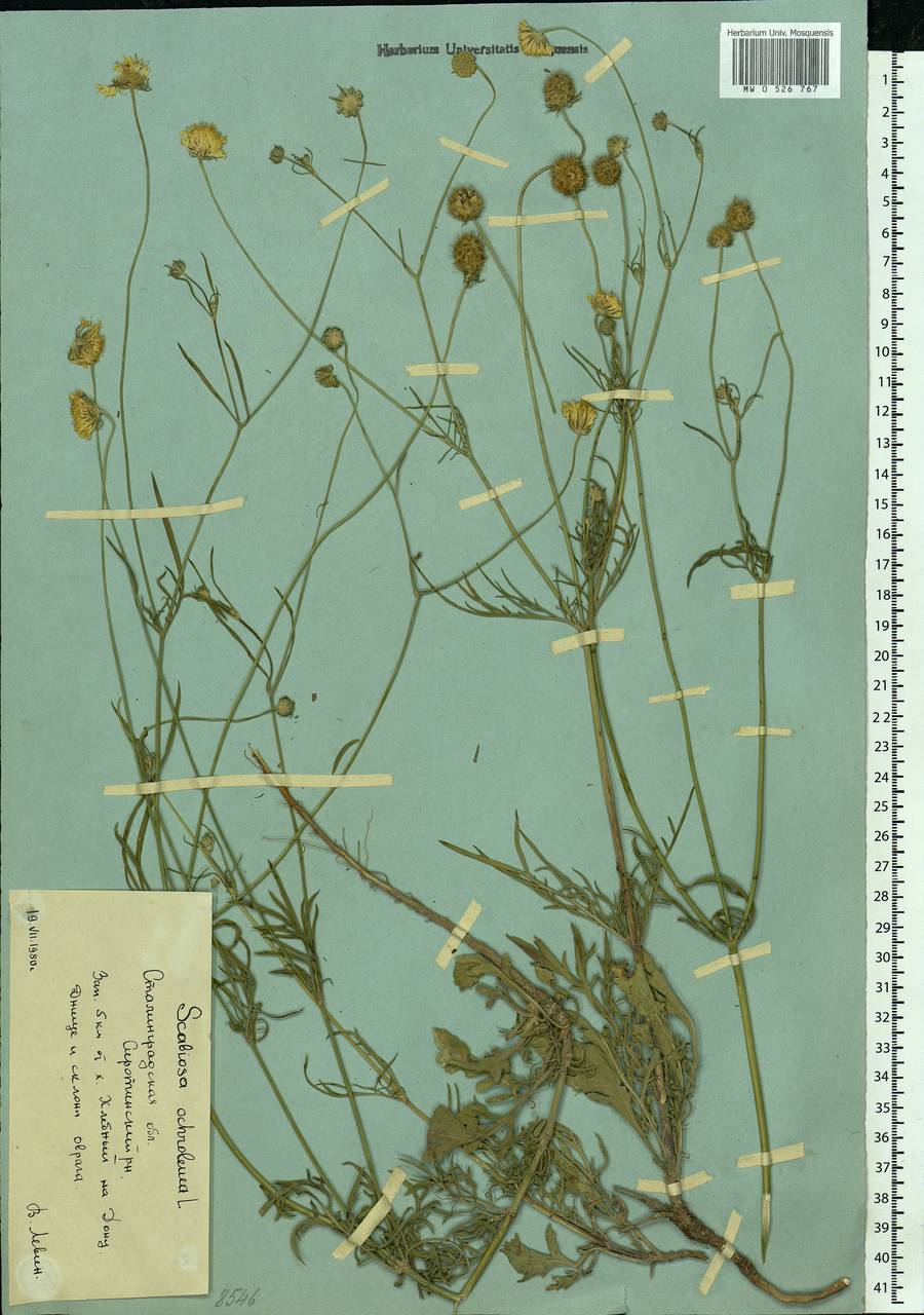 Scabiosa ochroleuca L., Eastern Europe, Lower Volga region (E9) (Russia)