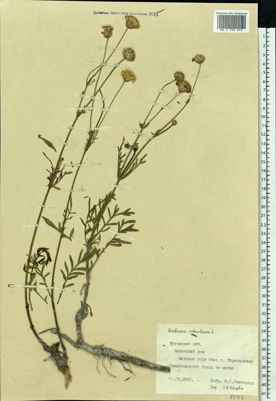 Scabiosa ochroleuca L., Eastern Europe, North Ukrainian region (E11) (Ukraine)