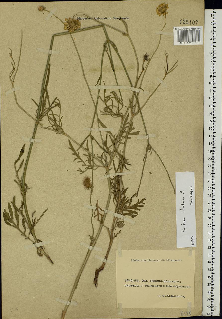 Scabiosa ochroleuca L., Eastern Europe, Rostov Oblast (E12a) (Russia)