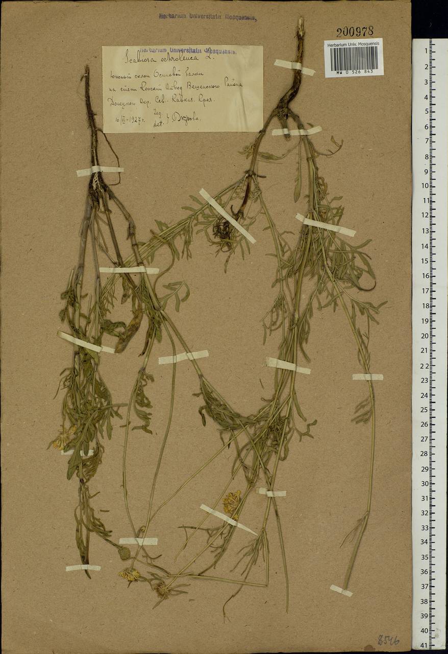 Scabiosa ochroleuca L., Eastern Europe, Rostov Oblast (E12a) (Russia)