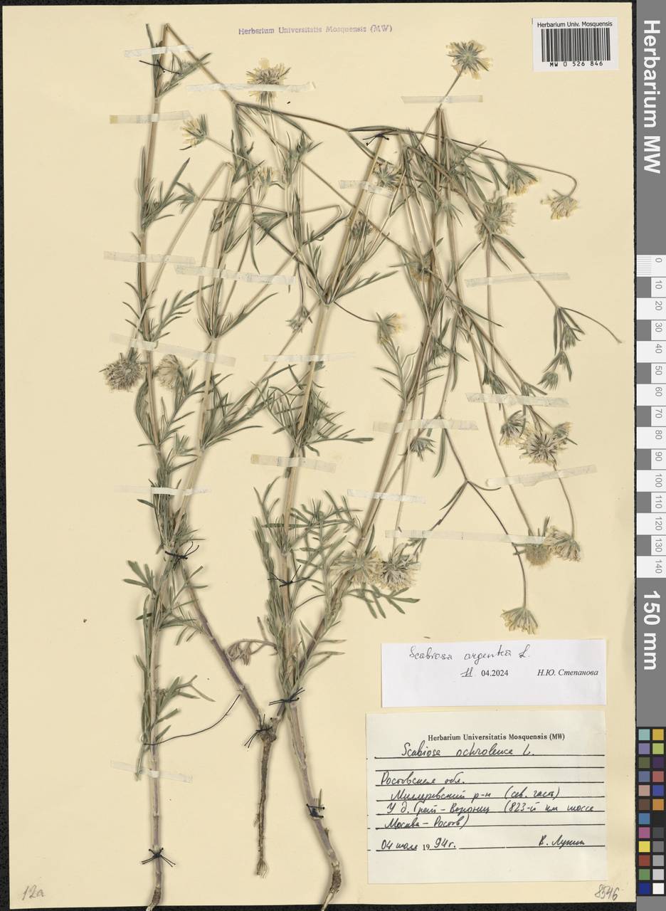 Lomelosia argentea (L.) Greuter & Burdet, Eastern Europe, Rostov Oblast (E12a) (Russia)