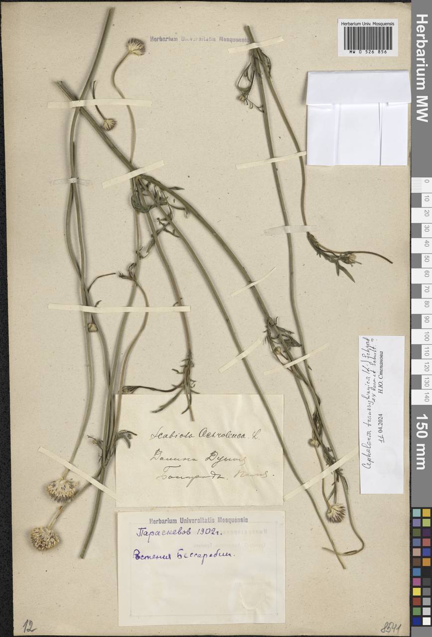 Cephalaria transsylvanica (L.) Schrad. ex Roem. & Schult., Eastern Europe, South Ukrainian region (E12) (Ukraine)