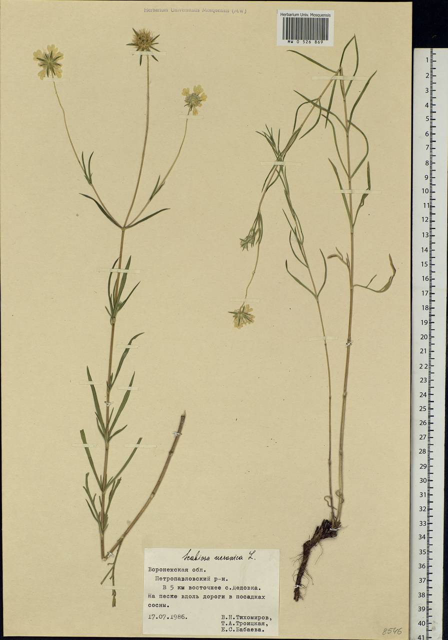 Lomelosia argentea (L.) Greuter & Burdet, Eastern Europe, Central forest-and-steppe region (E6) (Russia)