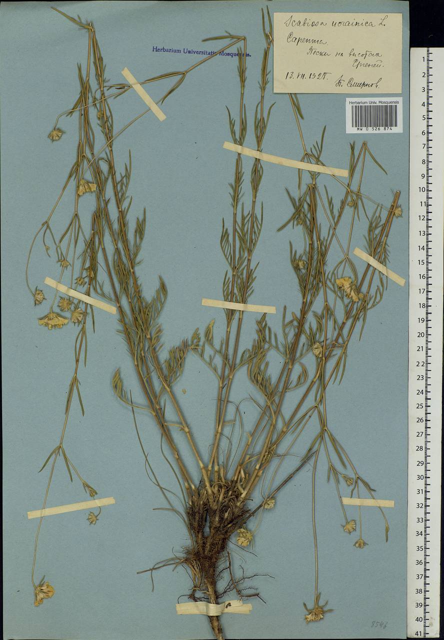 Lomelosia argentea (L.) Greuter & Burdet, Eastern Europe, Lower Volga region (E9) (Russia)
