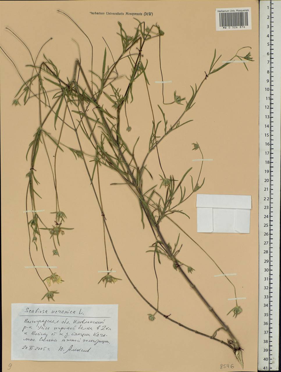 Lomelosia argentea (L.) Greuter & Burdet, Eastern Europe, Lower Volga region (E9) (Russia)