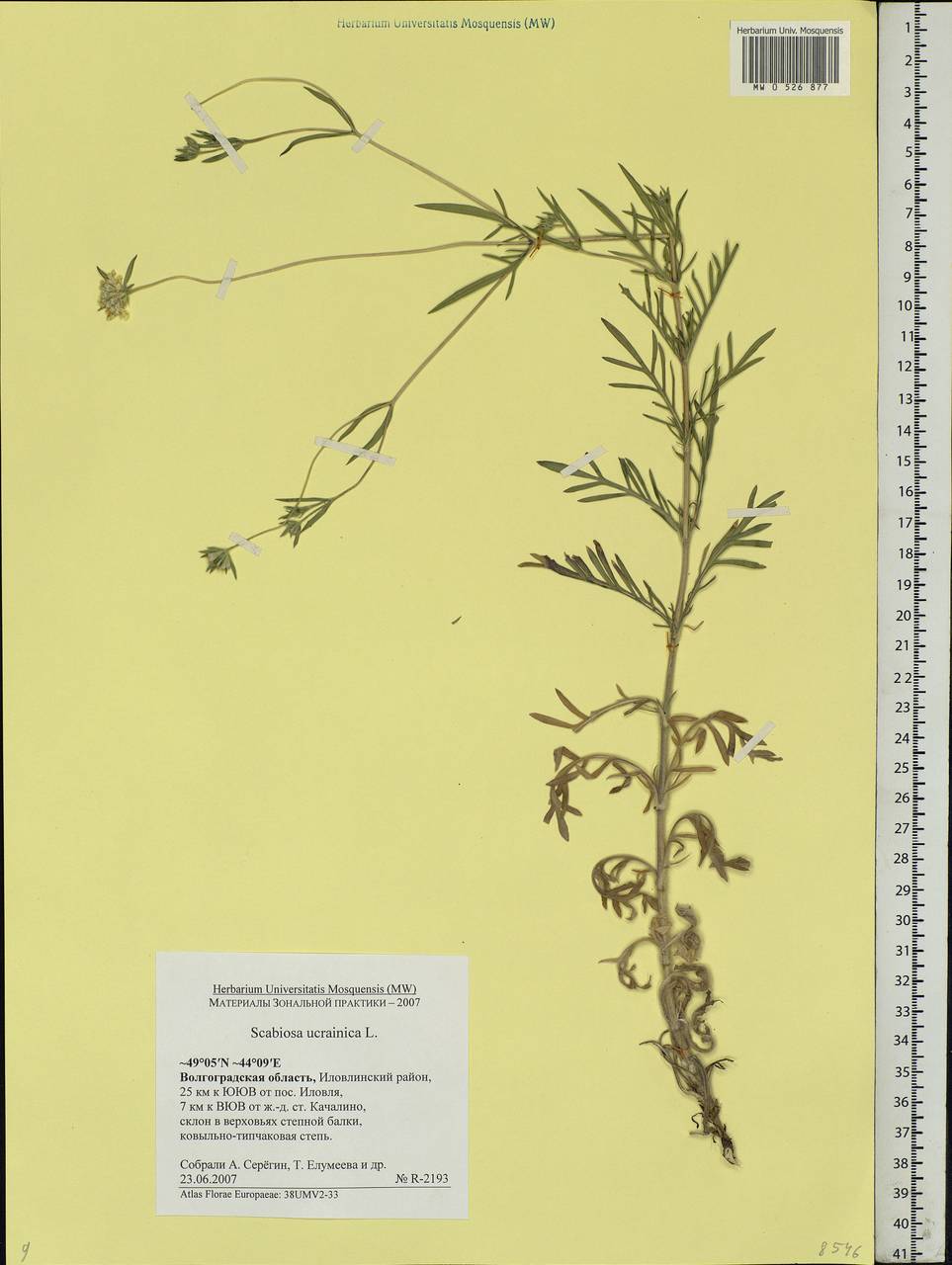 Lomelosia argentea (L.) Greuter & Burdet, Eastern Europe, Lower Volga region (E9) (Russia)