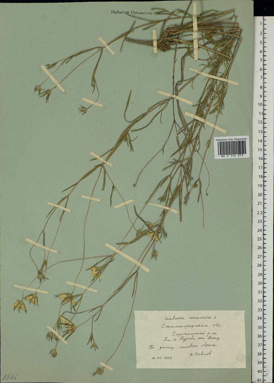 Lomelosia argentea (L.) Greuter & Burdet, Eastern Europe, Lower Volga region (E9) (Russia)