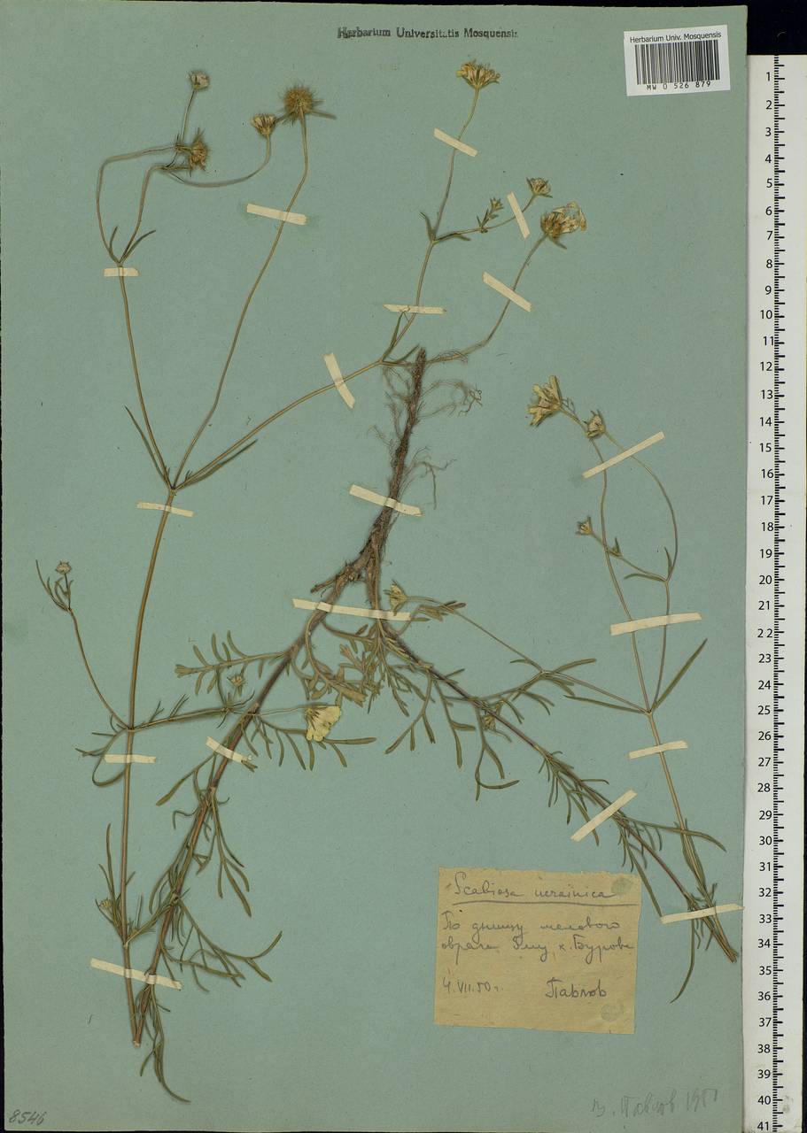 Lomelosia argentea (L.) Greuter & Burdet, Eastern Europe, Lower Volga region (E9) (Russia)