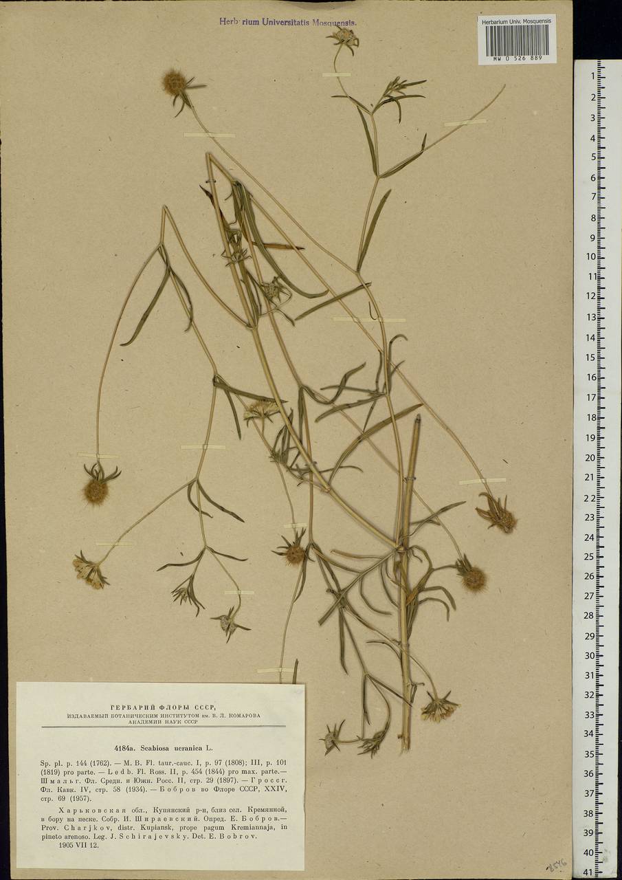 Lomelosia argentea (L.) Greuter & Burdet, Eastern Europe, North Ukrainian region (E11) (Ukraine)