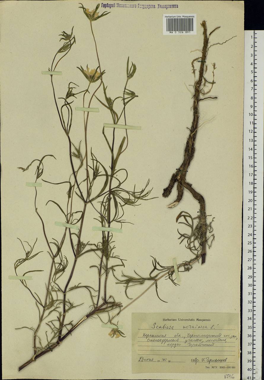 Lomelosia argentea (L.) Greuter & Burdet, Eastern Europe, South Ukrainian region (E12) (Ukraine)