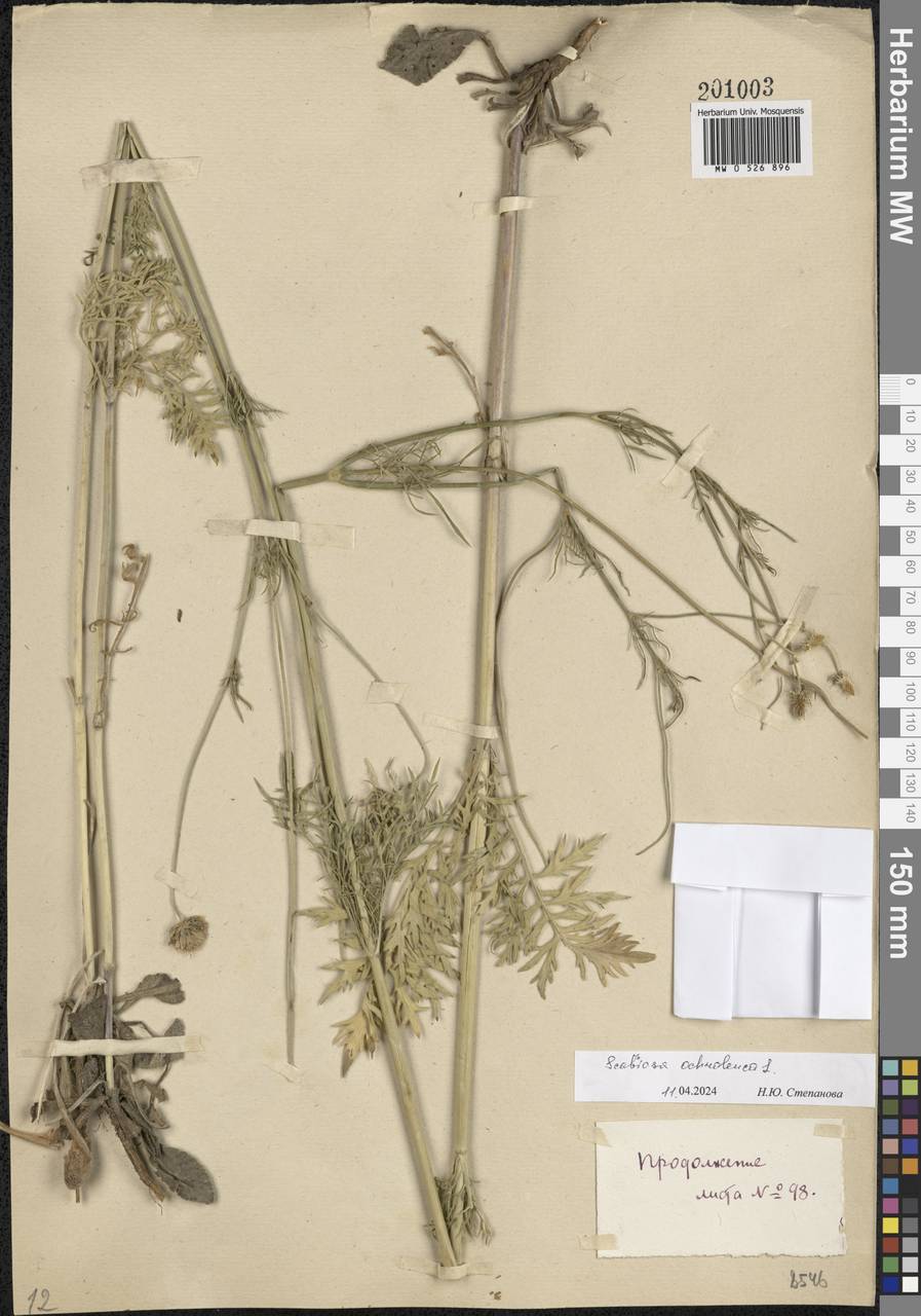 Lomelosia argentea (L.) Greuter & Burdet, Eastern Europe, South Ukrainian region (E12) (Ukraine)