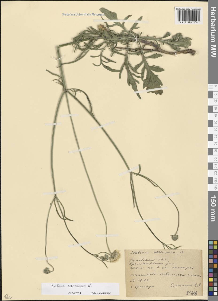 Lomelosia argentea (L.) Greuter & Burdet, Eastern Europe, Rostov Oblast (E12a) (Russia)