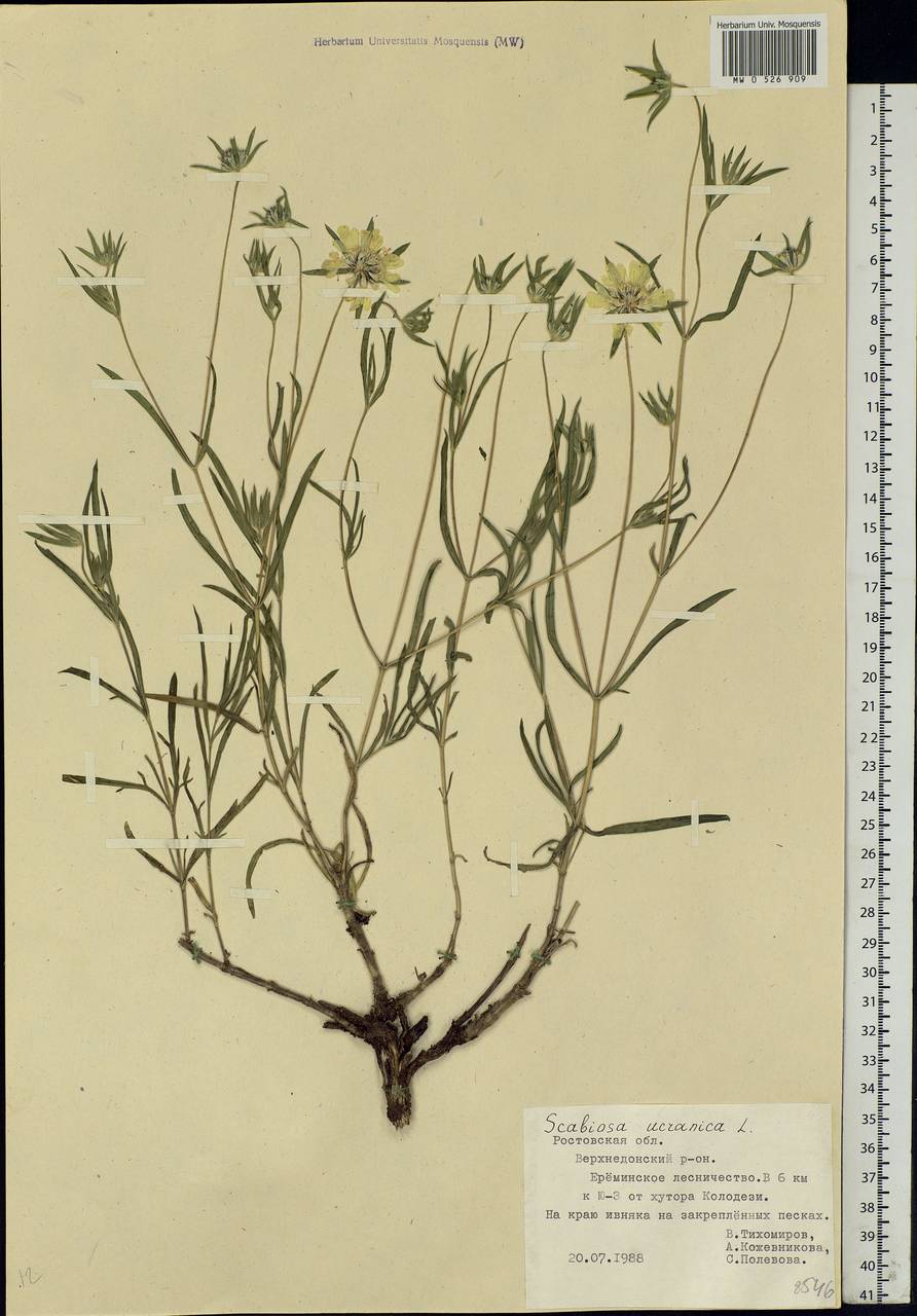 Lomelosia argentea (L.) Greuter & Burdet, Eastern Europe, Central forest-and-steppe region (E6) (Russia)