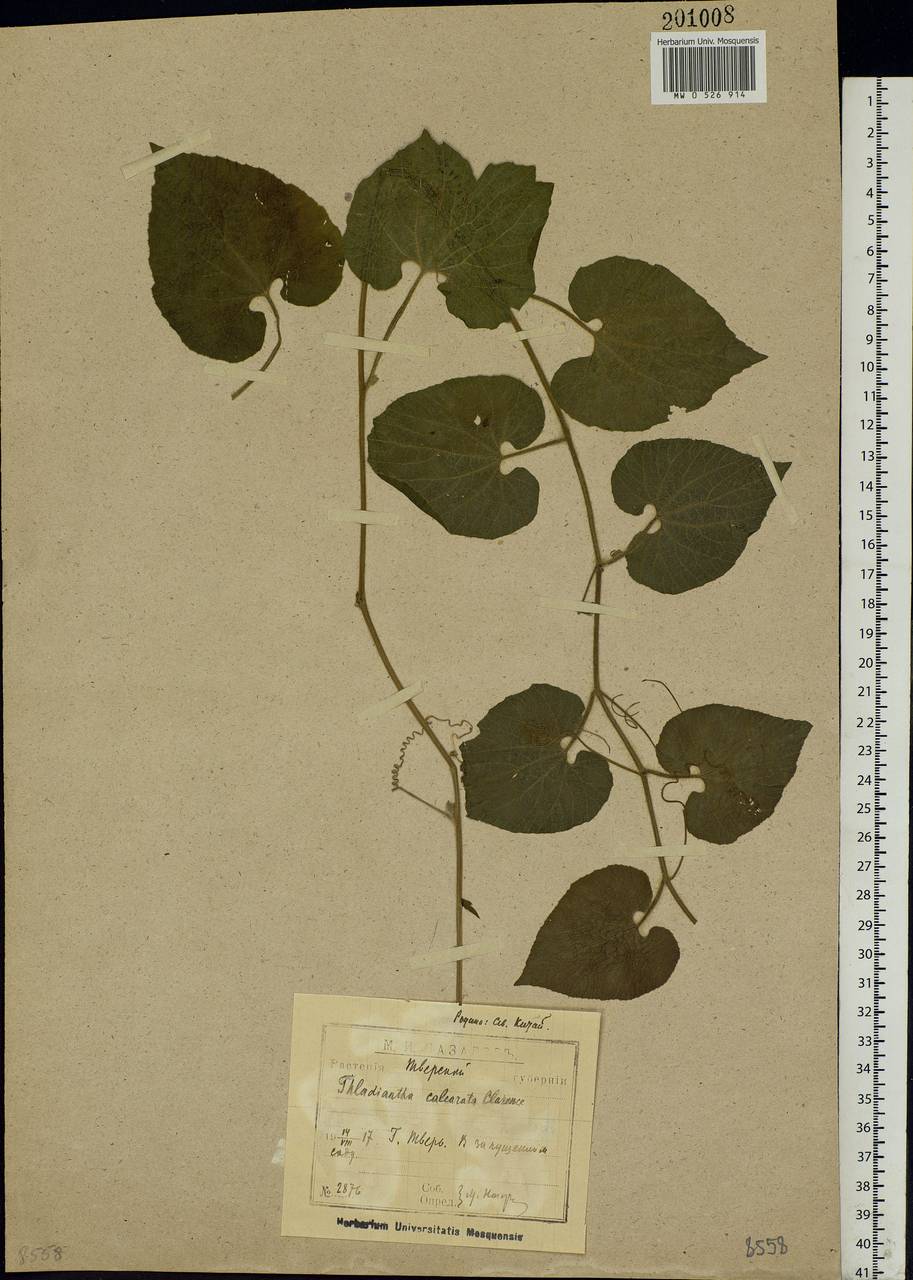 Thladiantha dubia Bunge, Eastern Europe, North-Western region (E2) (Russia)