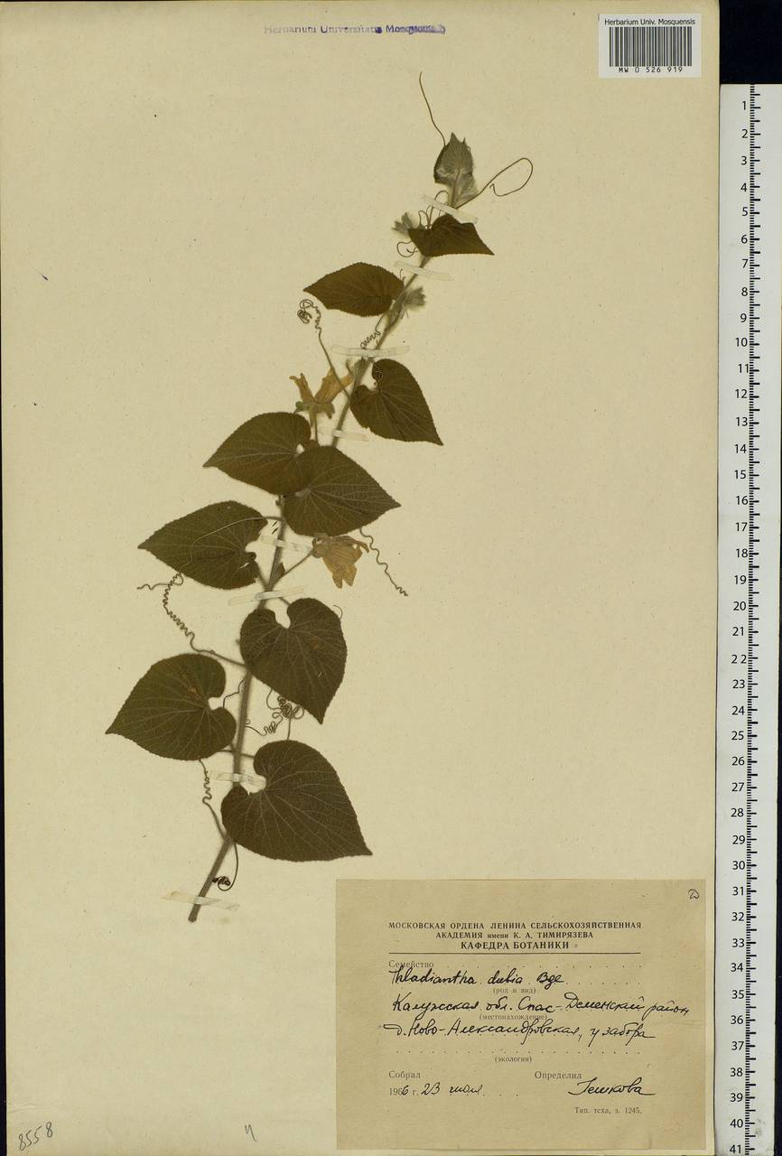 Thladiantha dubia Bunge, Eastern Europe, Central region (E4) (Russia)