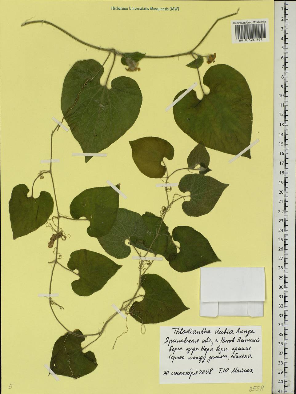 Thladiantha dubia Bunge, Eastern Europe, Central forest region (E5) (Russia)